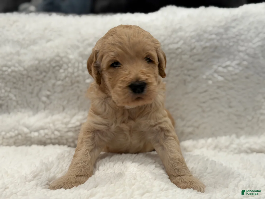 Goldendoodle dogs for sale: Goldendoodle Puppy 1 - Ad 10