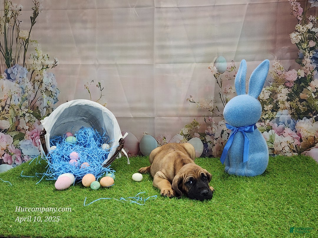 Mixed Breed dogs for sale: 2025 Bloodahoula Male 1 "Huck" - Ad 12