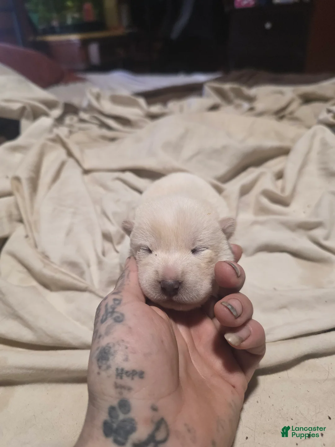 Shiba Inu dogs for sale: Shiba Inu Puppy 2 - Ad 1