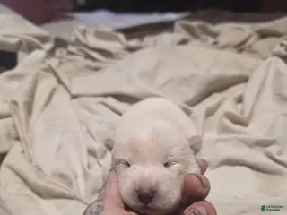 Shiba Inu dogs for sale: Shiba Inu Puppy 2 - Ad 3