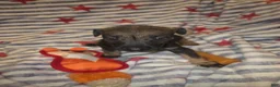 Mixed Breed dogs for sale: Mixed Breed 2 - Ad 4