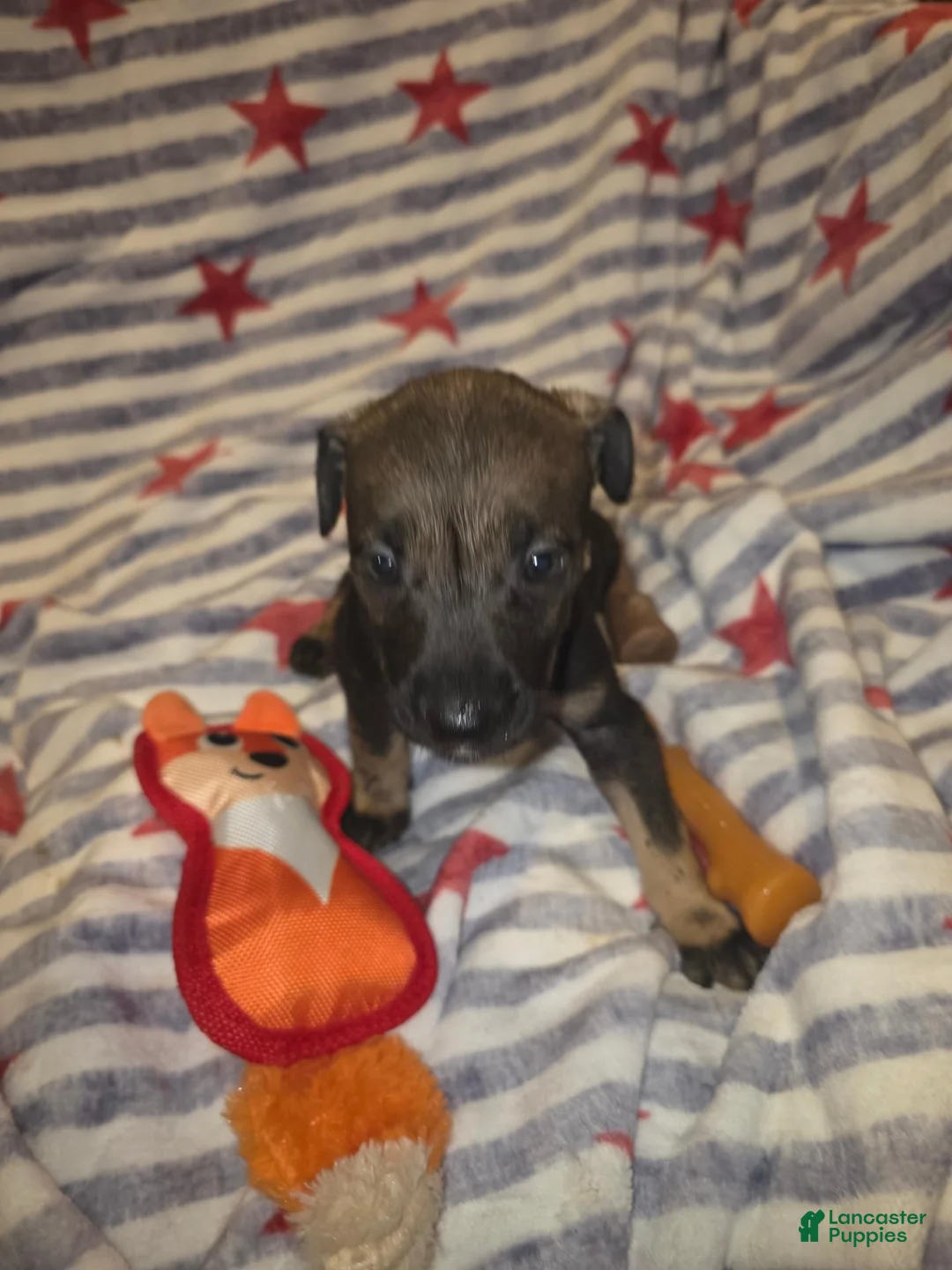 Mixed Breed dogs for sale: Mixed Breed 2 - Ad 4