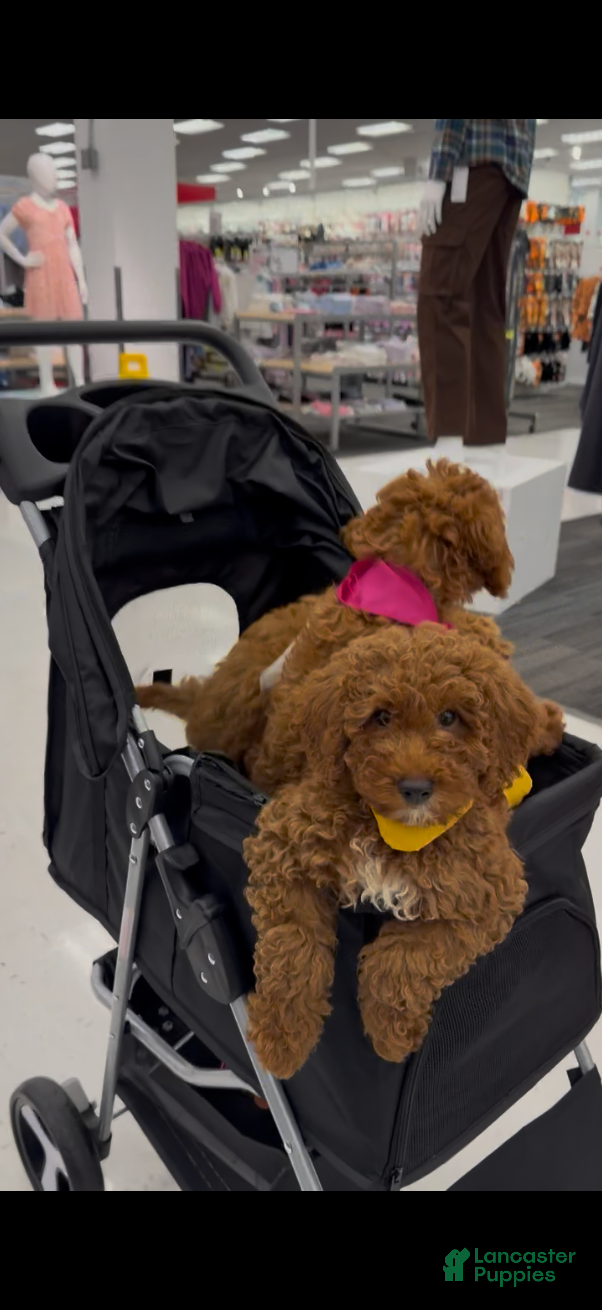 Mixed Breed dogs for sale: Chosen  - Ad 2