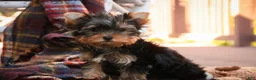 Yorkshire Terrier dogs for sale: Damon Yorkshire Terrier  - Ad 13