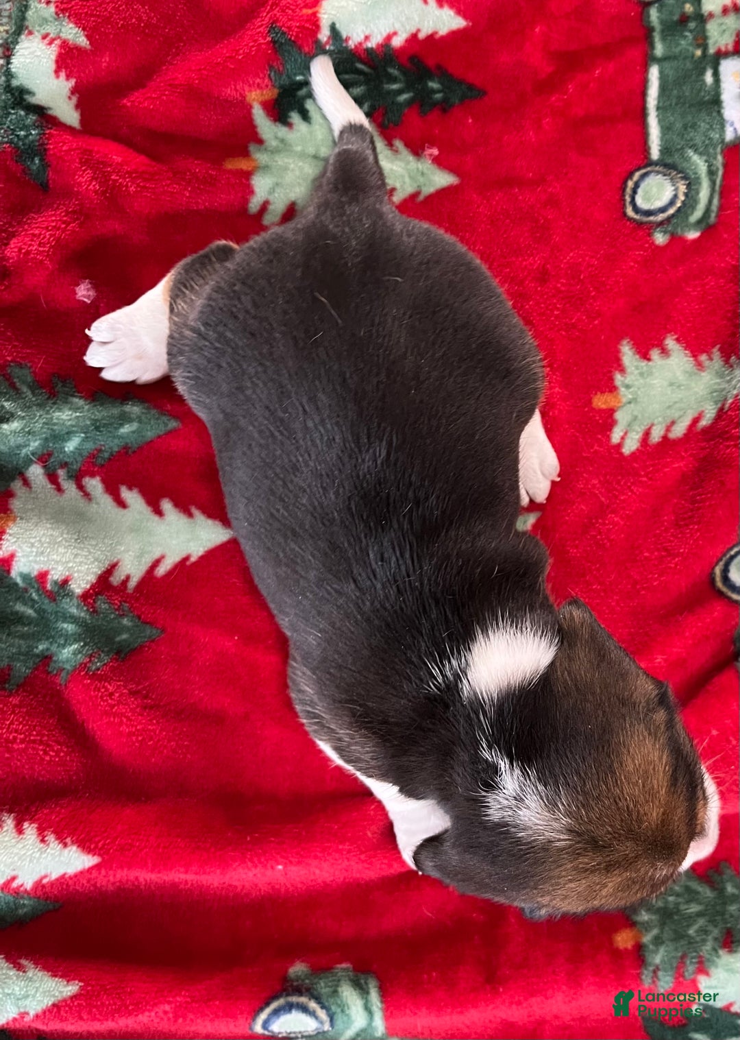 Beagle dogs for sale: Beagle Puppy 2 - Ad 7