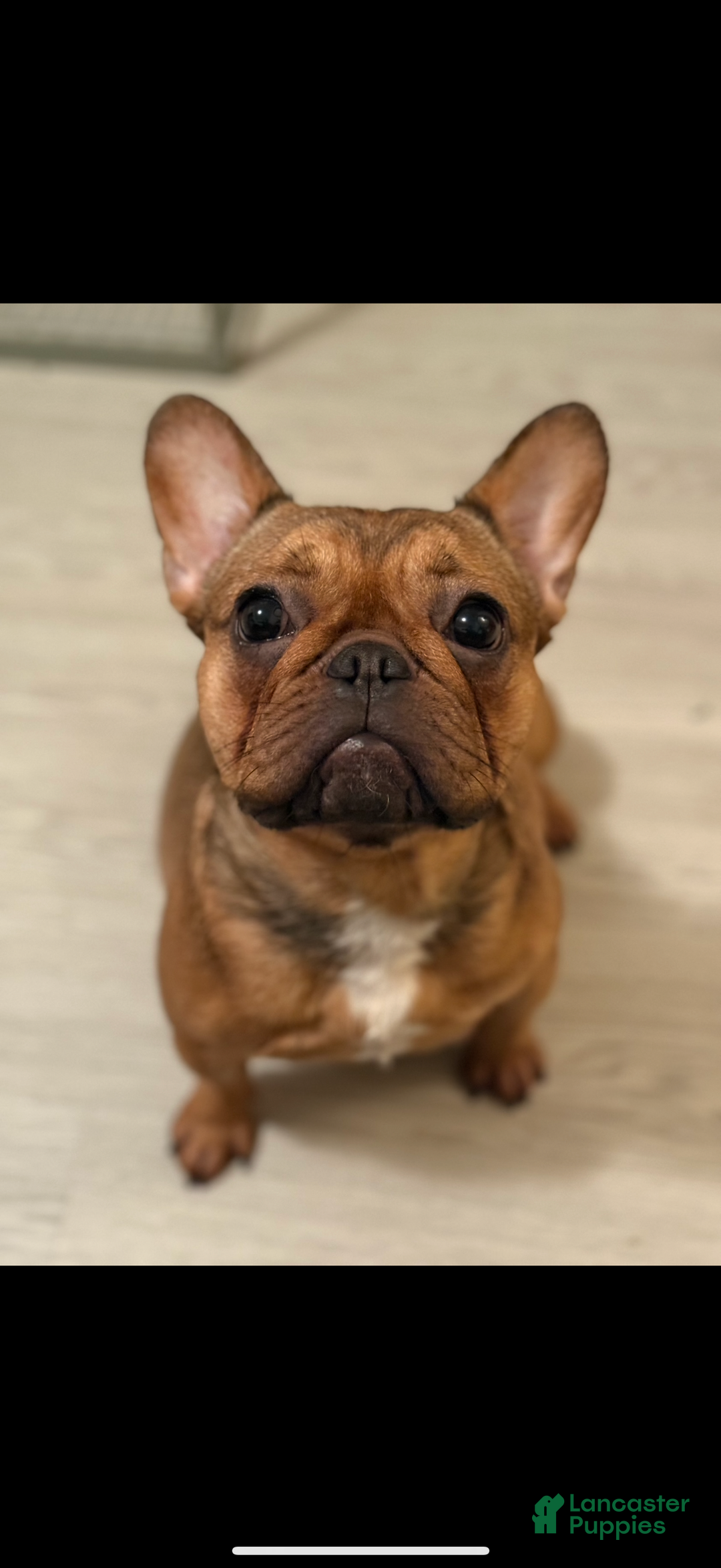 French Bulldog dogs for sale: French Bulldog Puppy 3 - Ad 3