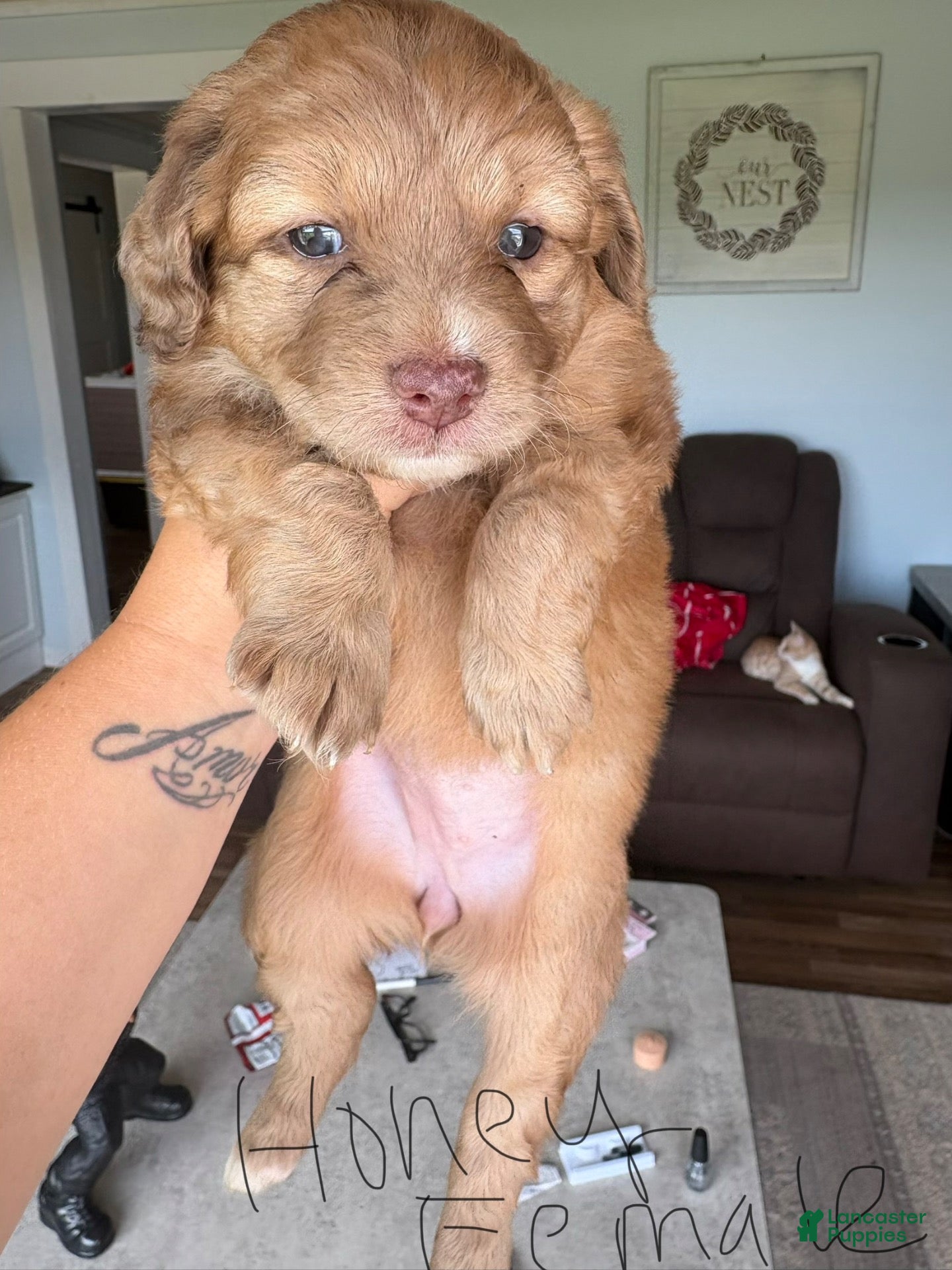 Aussiedoodle dogs Honey - Ad 41