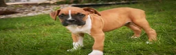 Boxer dogs for sale: Arlo - Ad 3