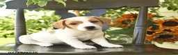 Jack Russell Terrier dogs for sale: Poppy  - Ad 1