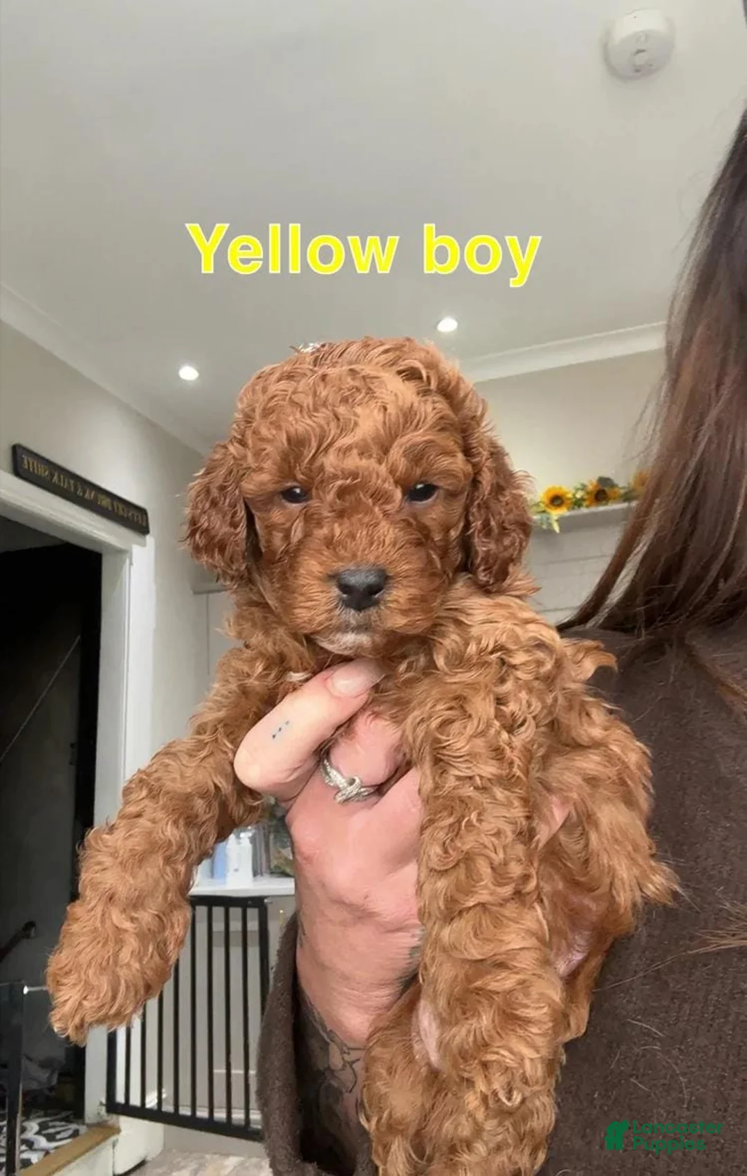 Cavapoo dogs for sale: Kenny - Ad 14