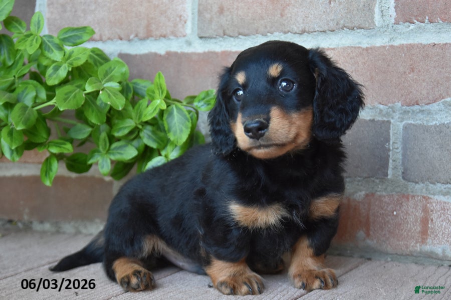 Miniature Dachshund dogs Snickers - Ad 1
