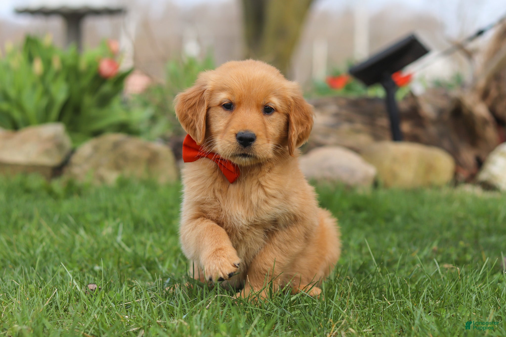 Golden Retriever dogs Rusty - Ad 2
