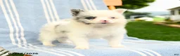 Pomeranian dogs for sale: Marcus - Ad 3