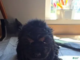 Cocker Spaniel dogs Cocker Spaniel Puppy 2 - Ad 6