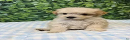 Maltipoo dogs for sale: Donald  - Ad 1