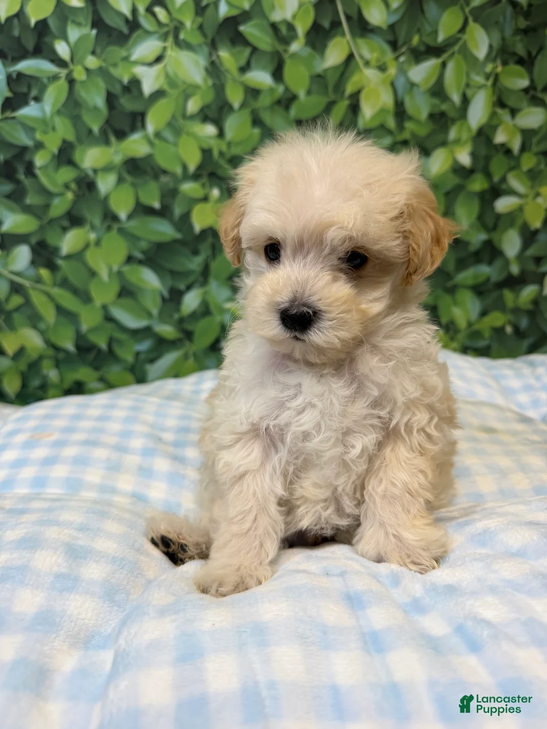 Maltipoo dogs for sale: Donald  - Ad 1