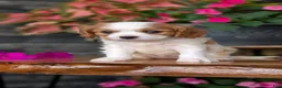 Cavalier King Charles Spaniel dogs for sale: Lyla - Ad 5