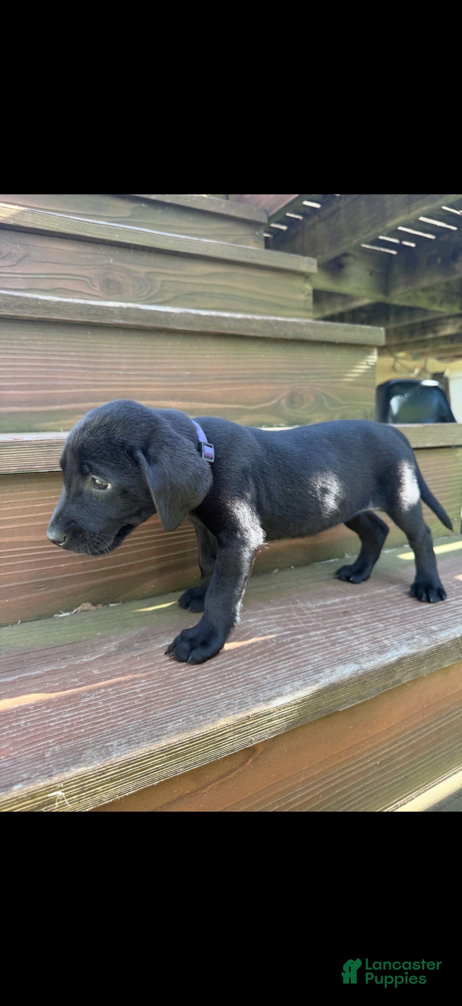 Labrador Retriever dogs Lilly (Purple) - Ad 38