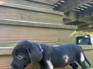 Labrador Retriever dogs Lilly (Purple) - Ad 29