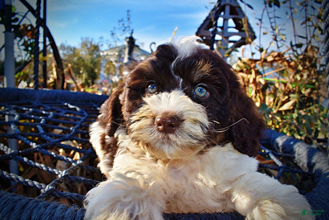 Havapoo dogs for sale: Presley - Ad 2