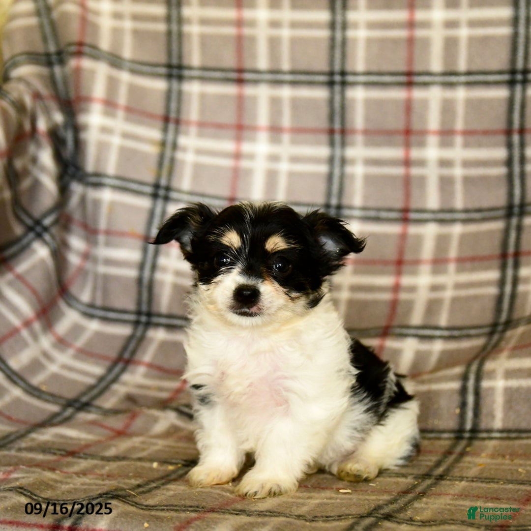 Morkie dogs for sale: Heidi - Ad 5