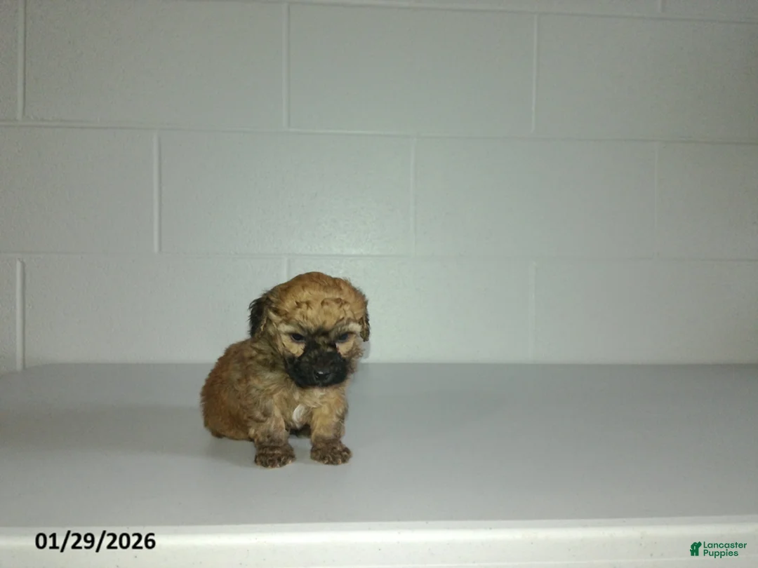 Yorkiepoo dogs for sale: Cody - Ad 22