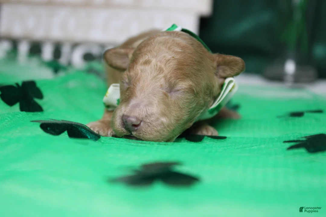 Miniature Poodle dogs for sale: Byron  - Ad 5