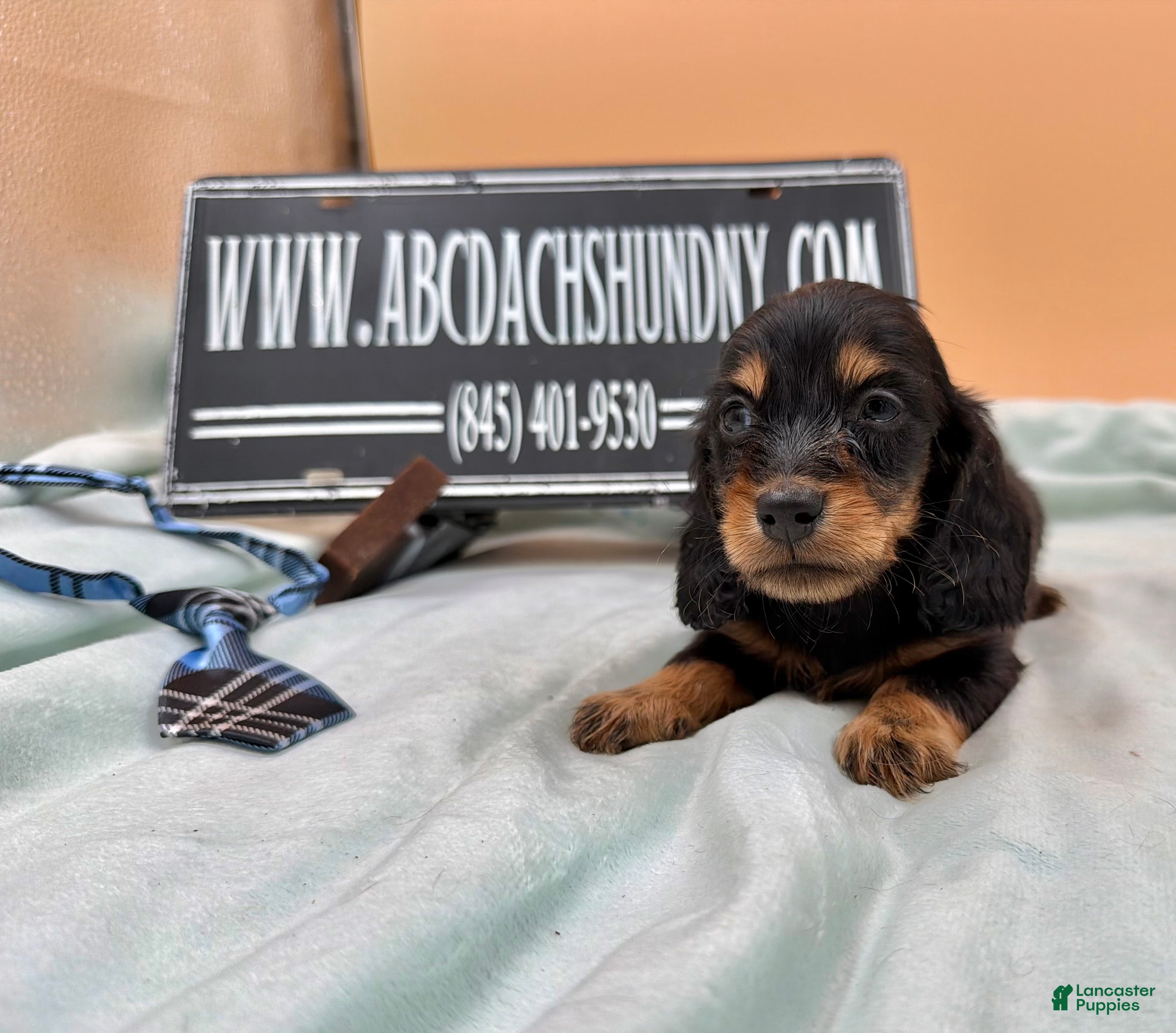 Miniature Dachshund dogs Ch bred AKC Russian  - Ad 15