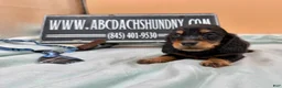 Miniature Dachshund dogs for sale: Ch bred AKC Russian  - Ad 1