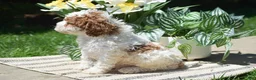 Miniature Poodle dogs for sale: Preston - Ad 2