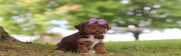 Yorkiepoo dogs for sale: Churro - Ad 4