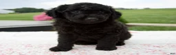 Aussiedoodle dogs for sale: Ace - Ad 5