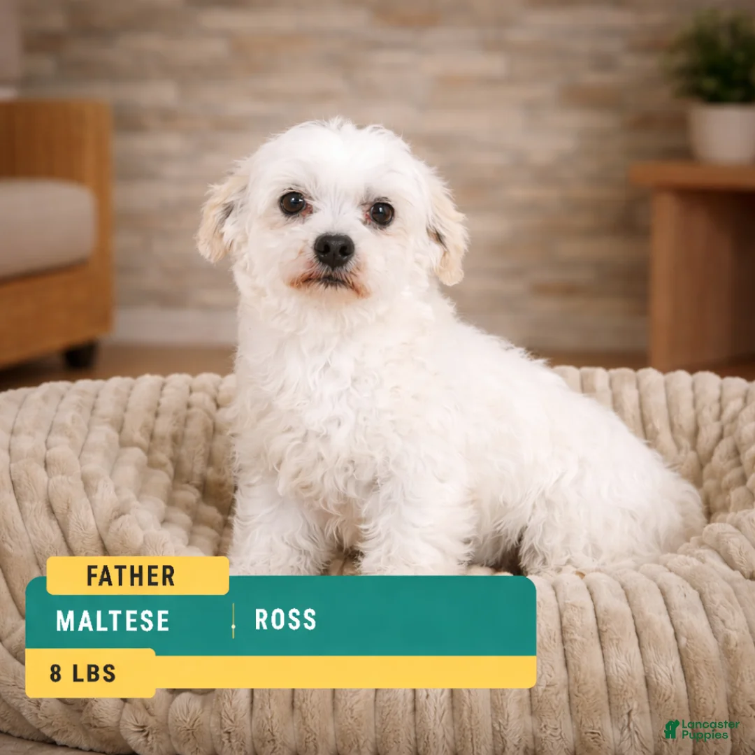 Maltipoo dogs for sale: rocky - Ad 2