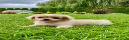 Shih Tzu dogs for sale: Honey - Ad 3