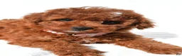 Cavapoo dogs for sale: Annabell - Ad 5