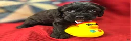 Cavapoo dogs for sale: Twink - Ad 20