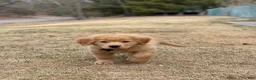 Golden Retriever dogs for stud: Tedds - Ad 2