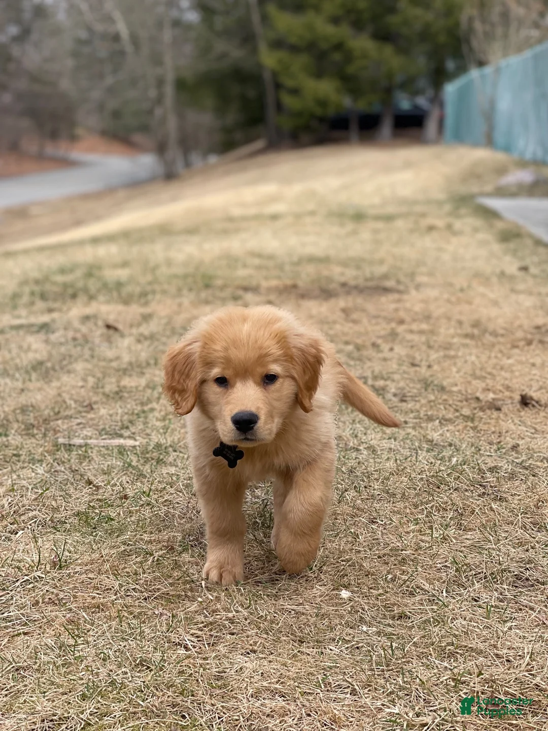 Golden Retriever dogs for stud: Tedds - Ad 2
