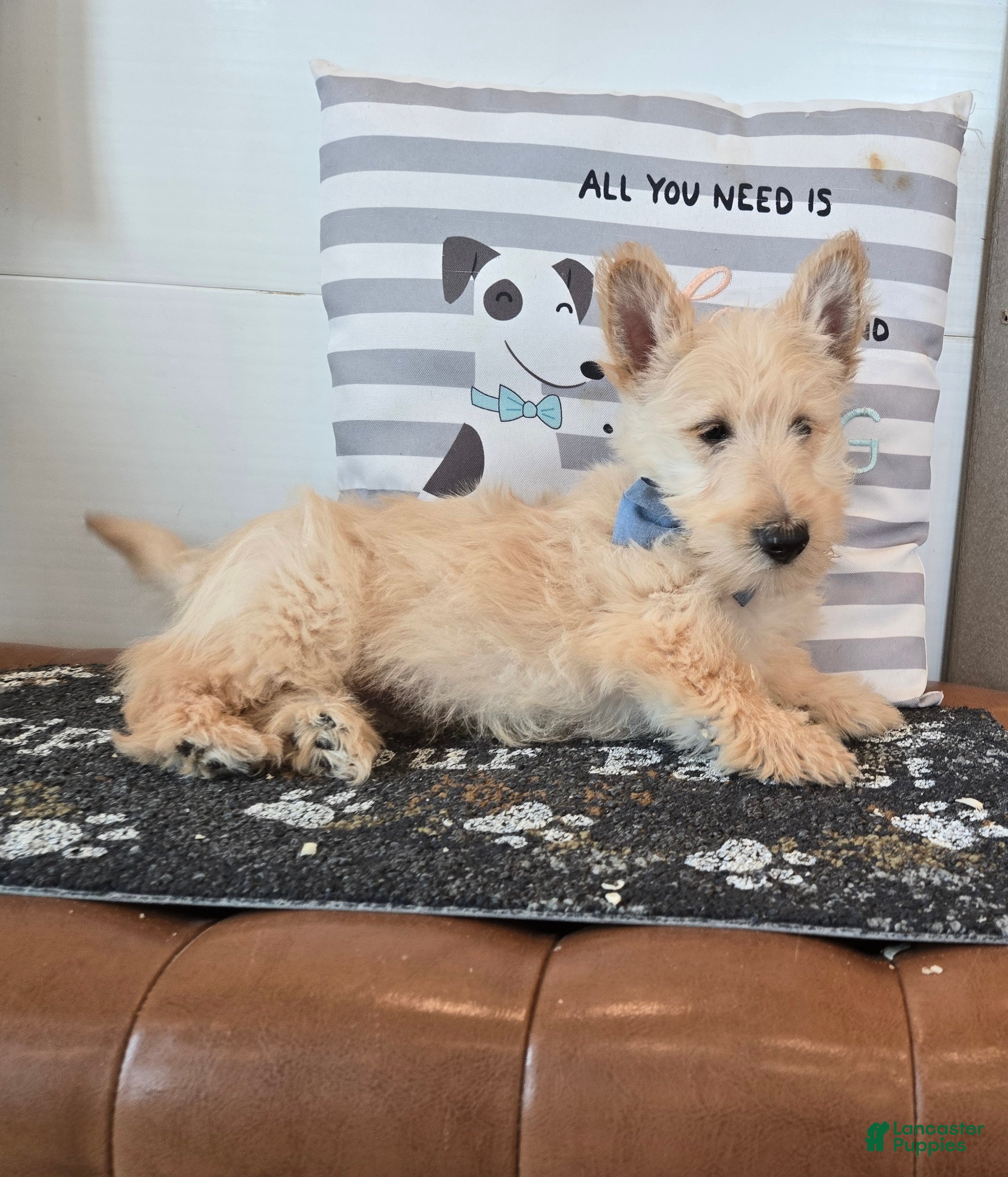 Scottish Terrier dogs Victor - Ad 1