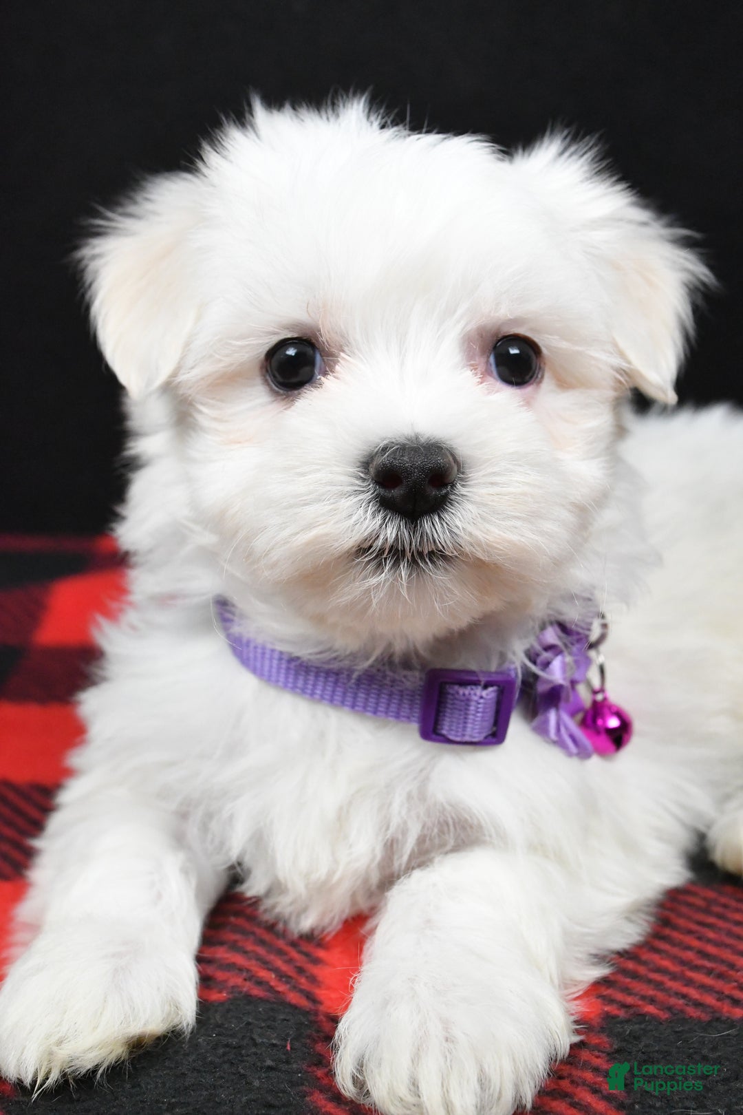 Maltese dogs for sale: Milly - Ad 3