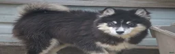Pomsky dogs for sale: Carter - Ad 4