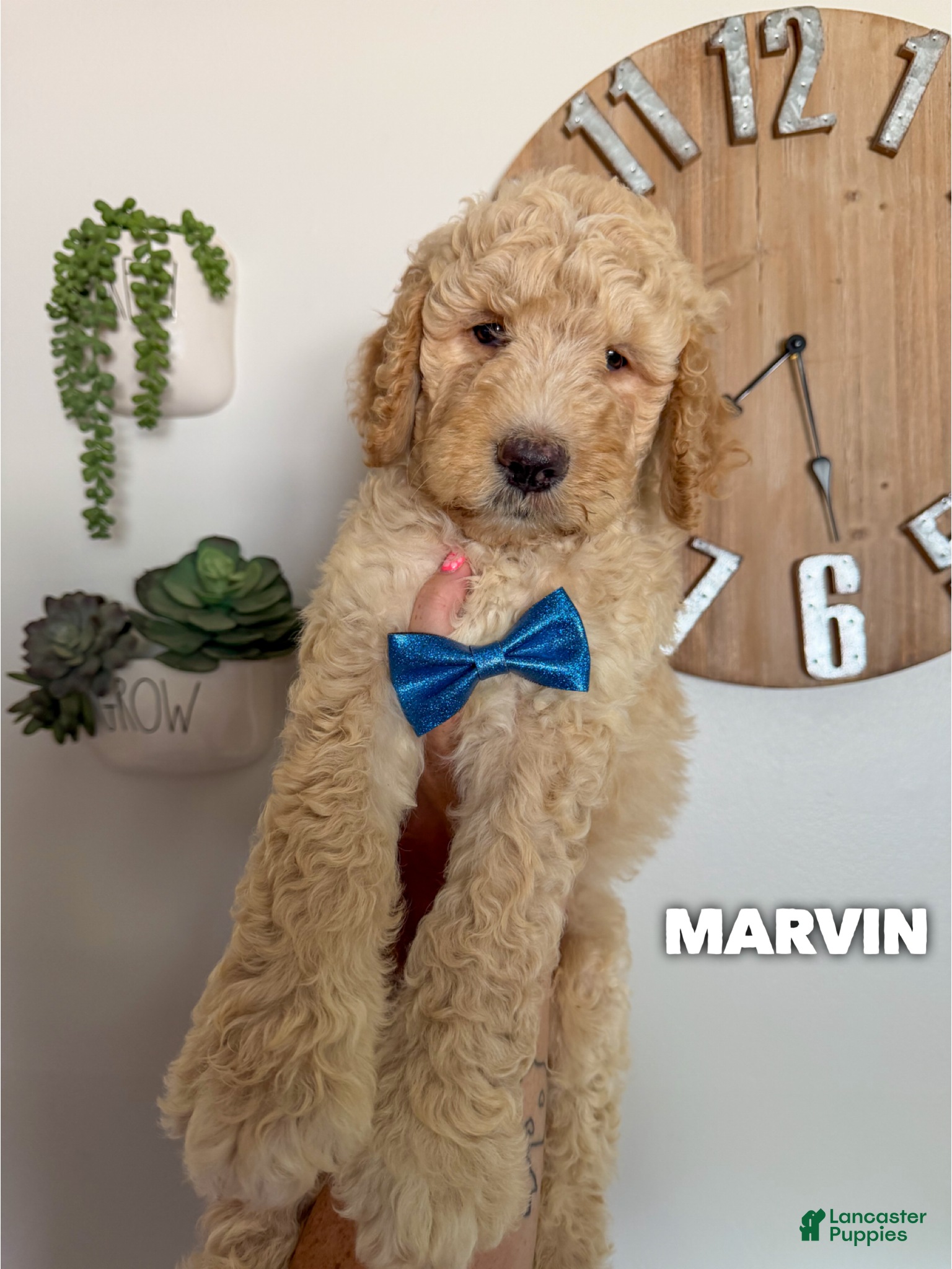 Goldendoodle dogs Marvin - F1b - Ad 1