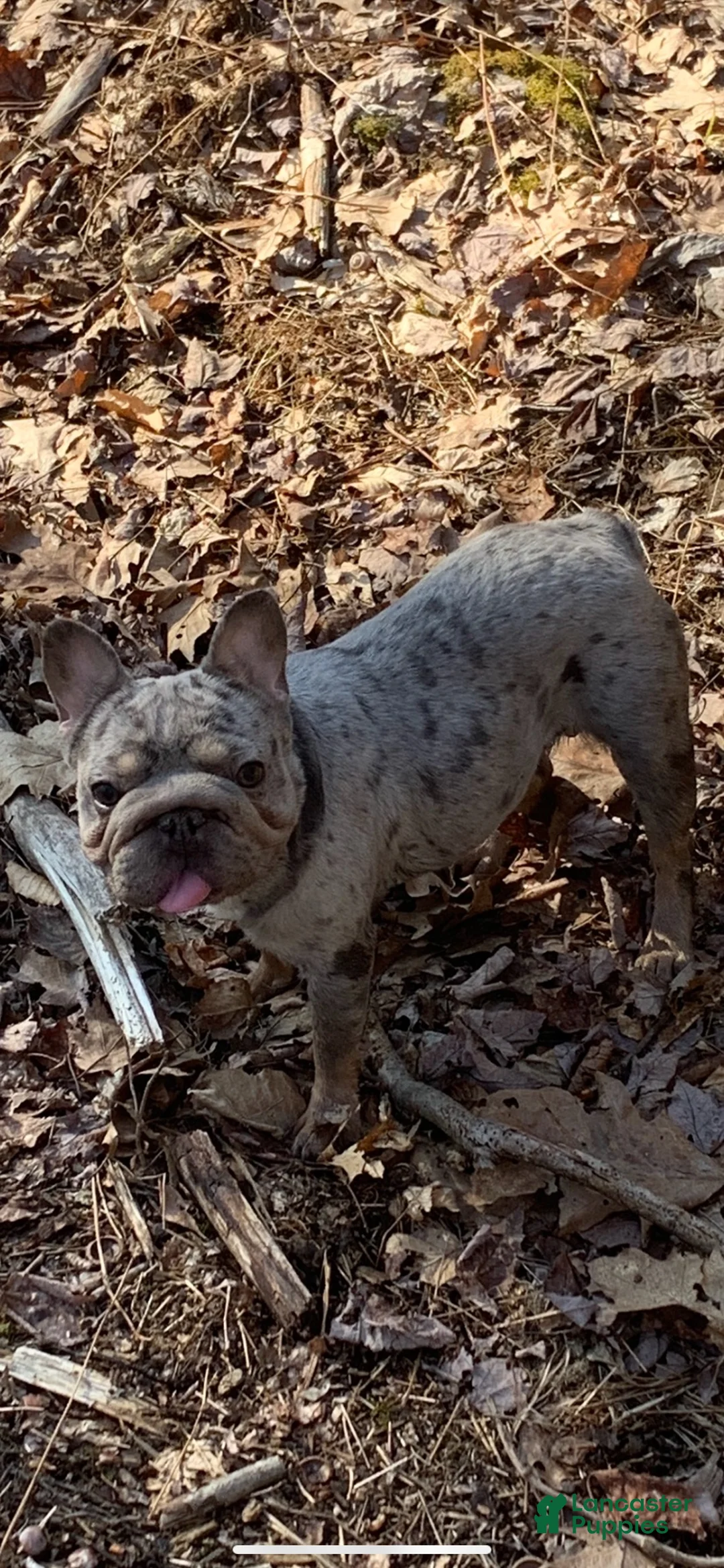 French Bulldog dogs for sale: June - Ad 4