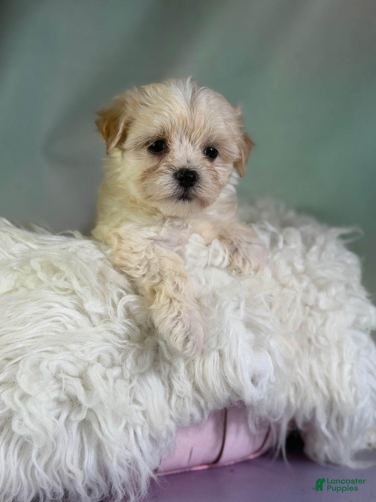 Morkie dogs Talia  - Ad 2