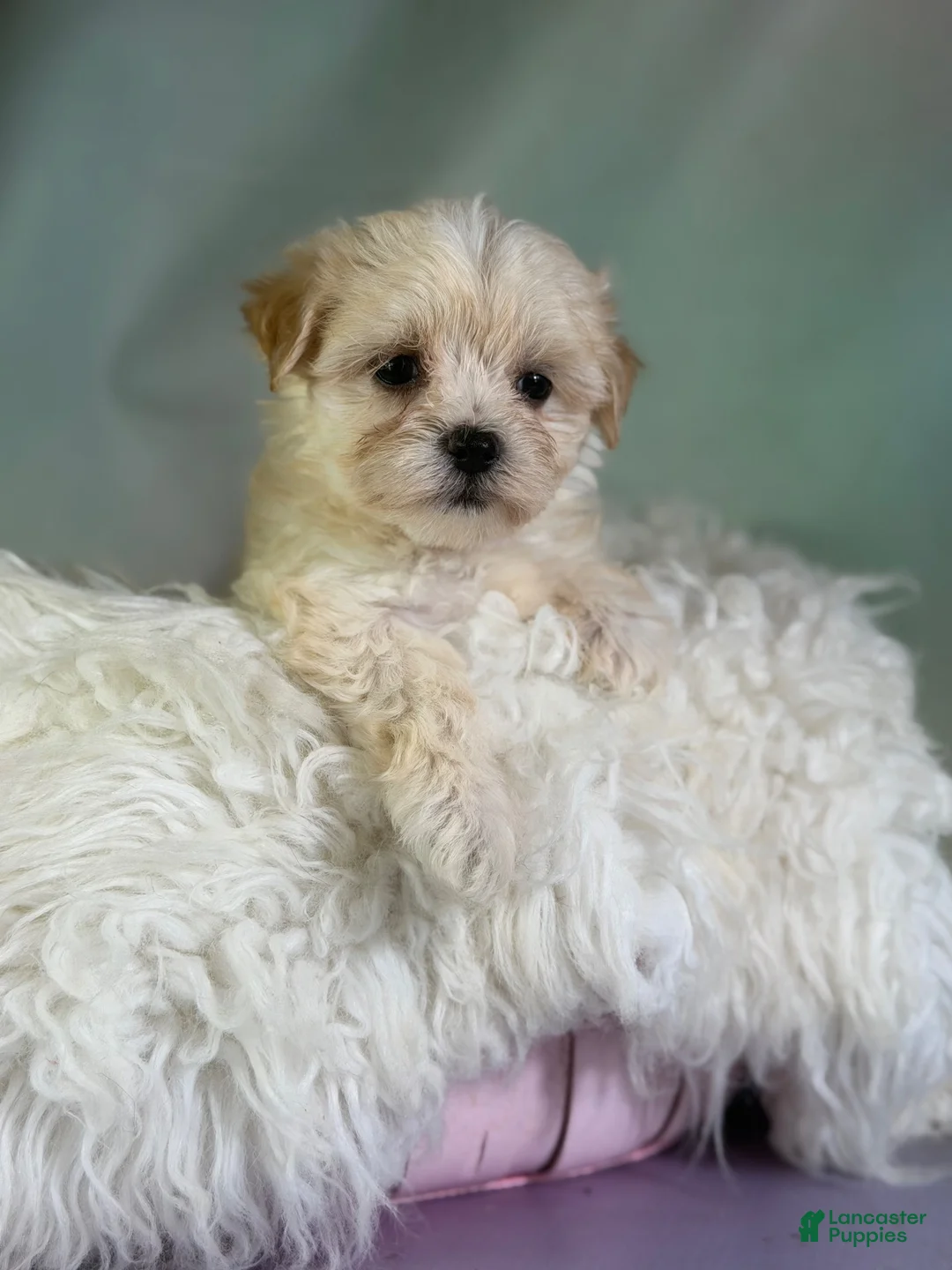 Morkie dogs for sale: Talia  - Ad 2