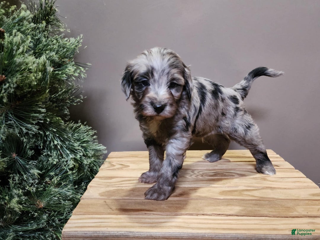 Mini Bernedoodle dogs for sale: Blitz - Ad 9