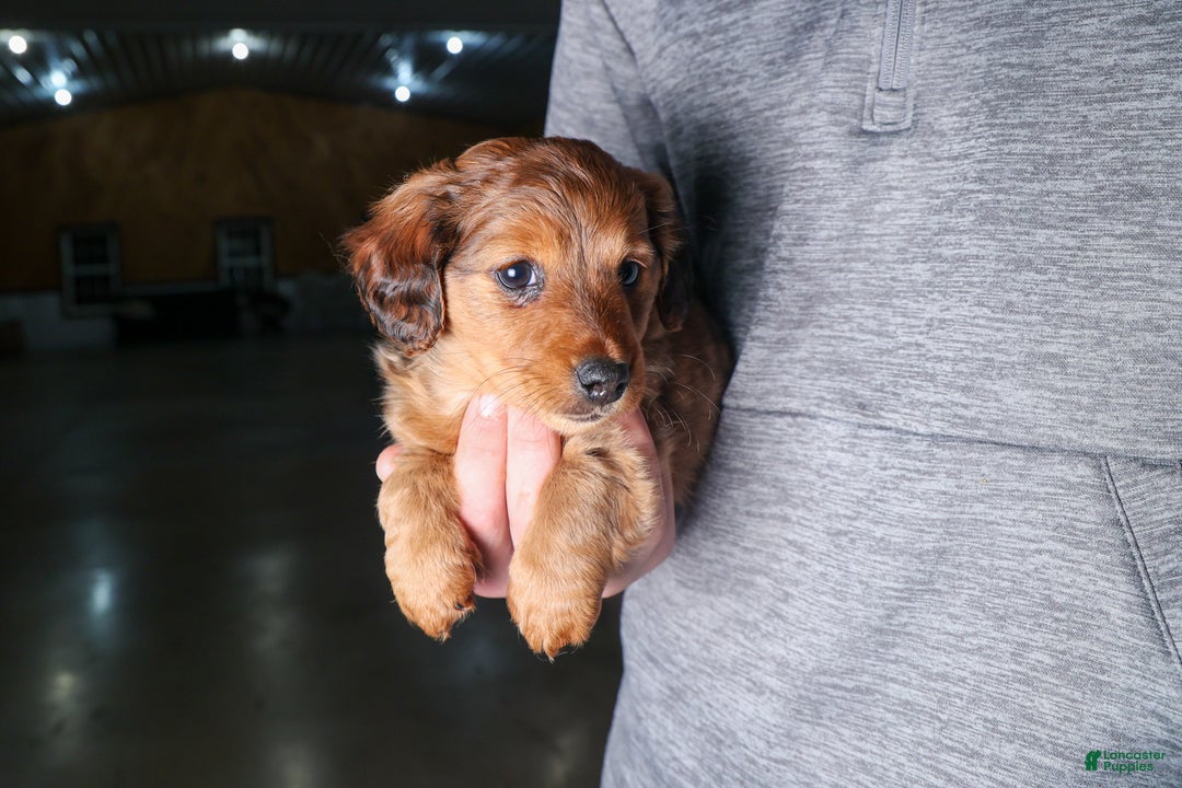 Miniature Dachshund dogs for sale: Jasper - Ad 42