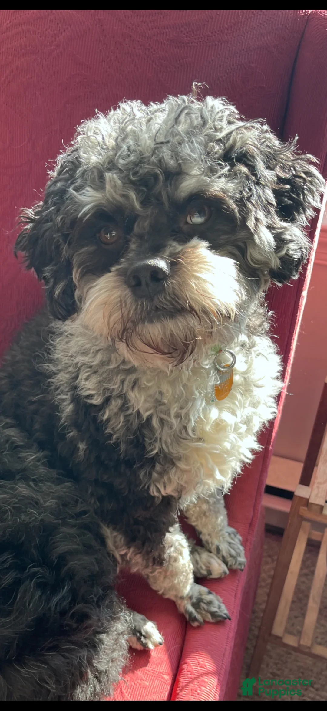 Mixed Breed dogs for sale: Schnoodle Corgi-Poo Hybrid  - Ad 6