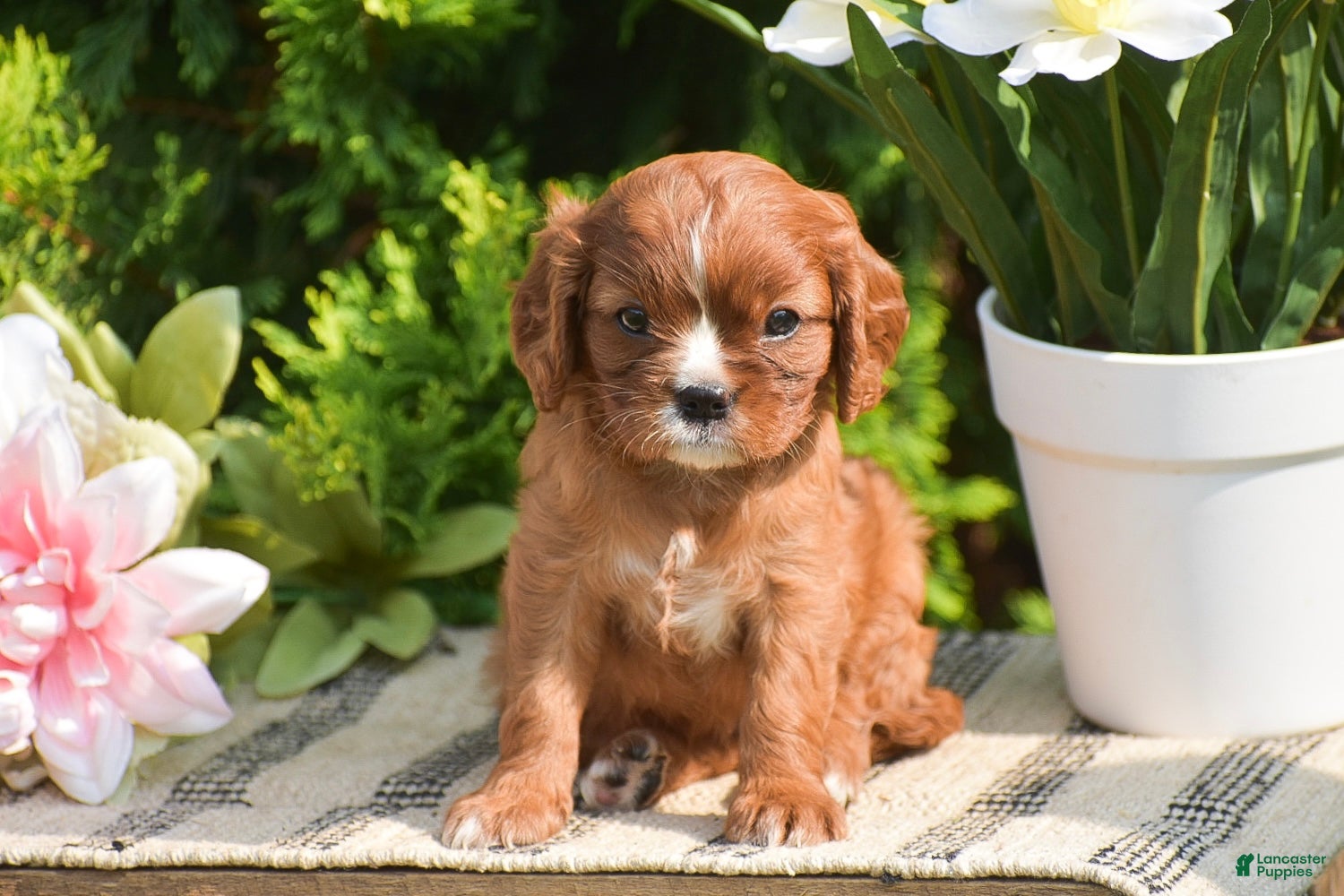 Cavalier King Charles Spaniel dogs Sophia - Ad 2