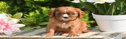 Cavalier King Charles Spaniel dogs for sale: Sophia - Ad 2